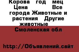 Корова 1 год 4 мец › Цена ­ 27 000 - Все города Животные и растения » Другие животные   . Смоленская обл.